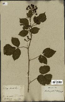 spécimen de Rubus glandulosus