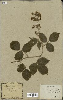 spécimen de Rubus glandulosus