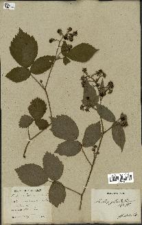 spécimen de Rubus glandulosus