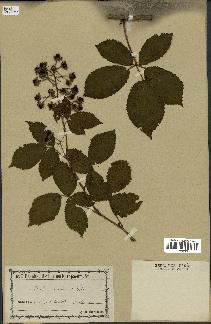 spécimen de Rubus cimbricus