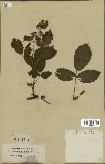 spécimen de Rubus chlorostachys