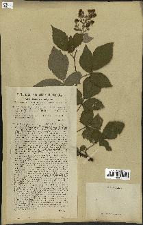 spécimen de Rubus candicans