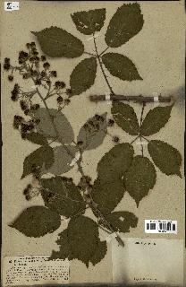 spécimen de Rubus candicans