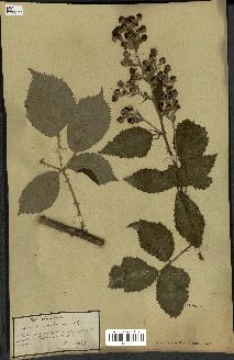 spécimen de Rubus candicans