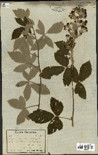 spécimen de Rubus candicans