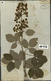 spécimen de Rubus fruticosus