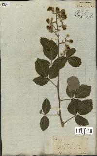 spécimen de Rubus fruticosus