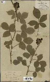 spécimen de Rubus fruticosus