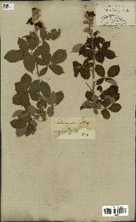 spécimen de Rubus fruticosus