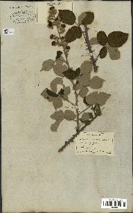 spécimen de Rubus fruticosus