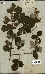 spécimen de Rubus fruticosus