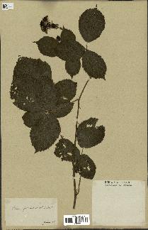 spécimen de Rubus fruticosus