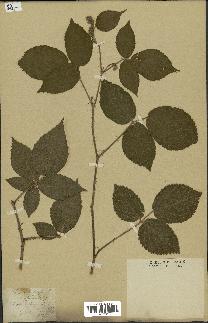 spécimen de Rubus fruticosus