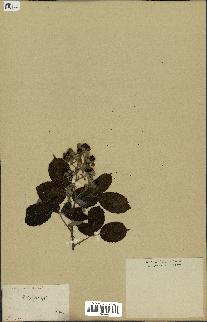 spécimen de Rubus fruticosus