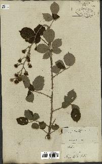 spécimen de Rubus fruticosus