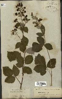 spécimen de Rubus fruticosus