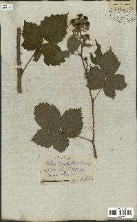 spécimen de Rubus fruticosus