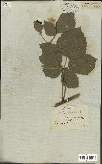 spécimen de Rubus fruticosus