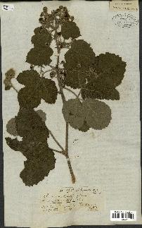 spécimen de Rubus fruticosus