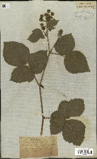 spécimen de Rubus fruticosus