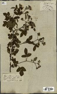 spécimen de Rubus fruticosus