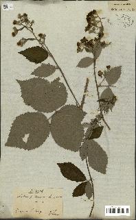 spécimen de Rubus fruticosus