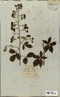 spécimen de Rubus fruticosus