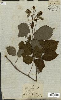 spécimen de Rubus fruticosus