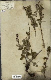 spécimen de Rubus fruticosus