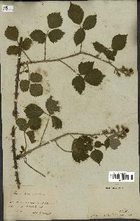 spécimen de Rubus affinis