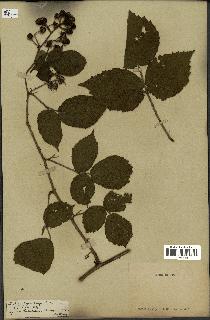 spécimen de Rubus glandulosus