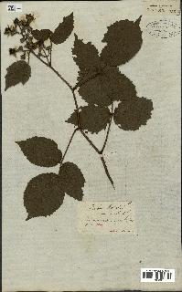 spécimen de Rubus glandulosus