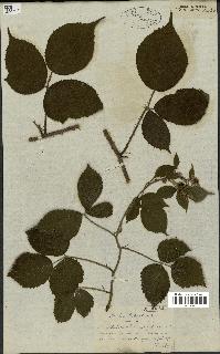 spécimen de Rubus glandulosus