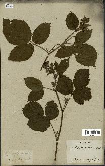 spécimen de Rubus glandulosus