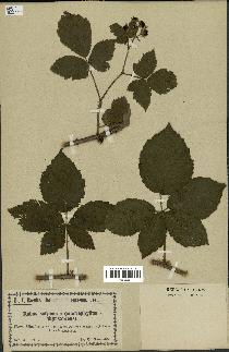 spécimen de Rubus serpens