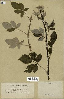 spécimen de Rubus schwarzeri