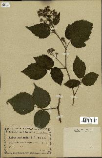 spécimen de Rubus condensatus