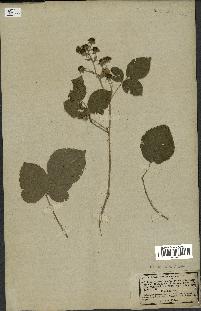 spécimen de Rubus callianthus