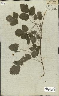 spécimen de Rubus caesius