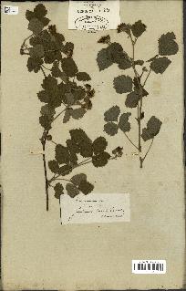 spécimen de Rubus caesius