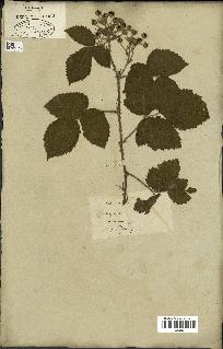 spécimen de Rubus caesius