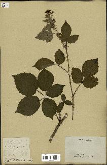 spécimen de Rubus carpinifolius