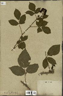 spécimen de Rubus carpinifolius