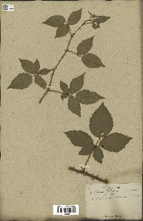 spécimen de Rubus carpinifolius