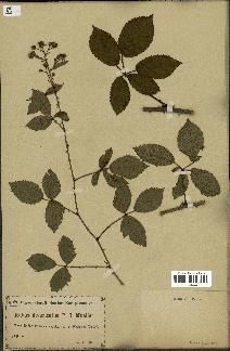 spécimen de Rubus carpinifolius