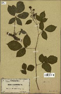 spécimen de Rubus carpinifolius