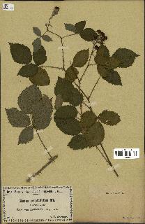 spécimen de Rubus carpinifolius