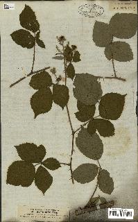 spécimen de Rubus carpinifolius