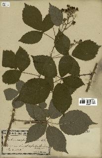 spécimen de Rubus carpinifolius