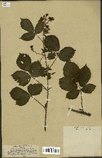 spécimen de Rubus carpinifolius